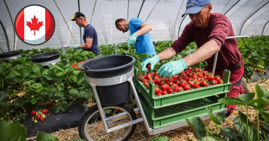 Fruit Farm Worker Jobs in Canada